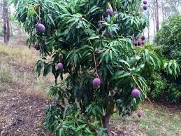 Annona Reticulata Fruit Seeds