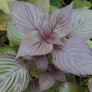 Perilla Plant Seeds