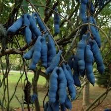 sausage Seeds