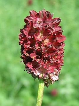 Sanguisorba Officinalis Plant Seeds