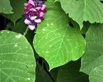 Kudzu Pueraria lobata Seeds