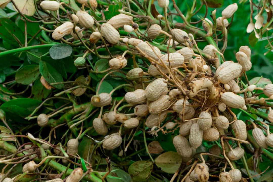 Groundnut Plant Seeds