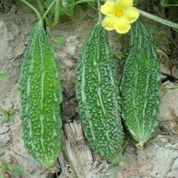 bitter melons seeds