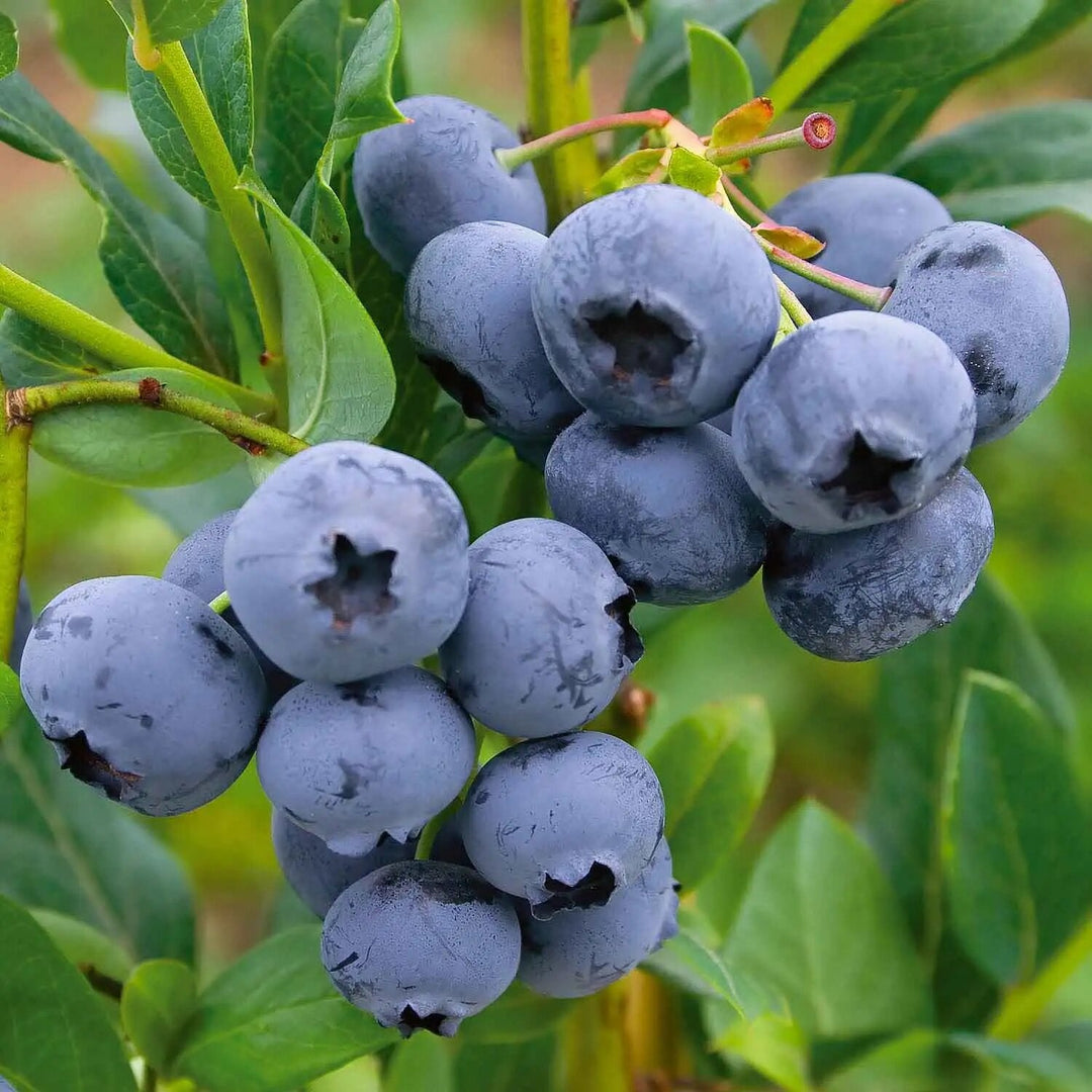 Heidelbeeren Fruit Seeds