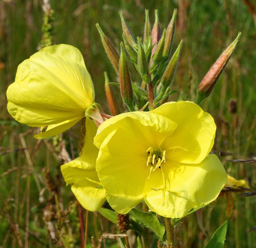 Evening Primrose Flower Seeds
