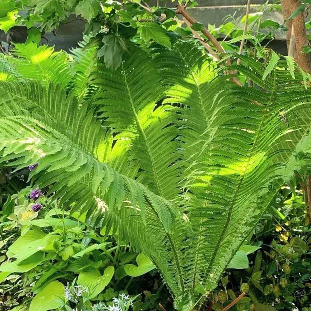 Fern Herb Seeds