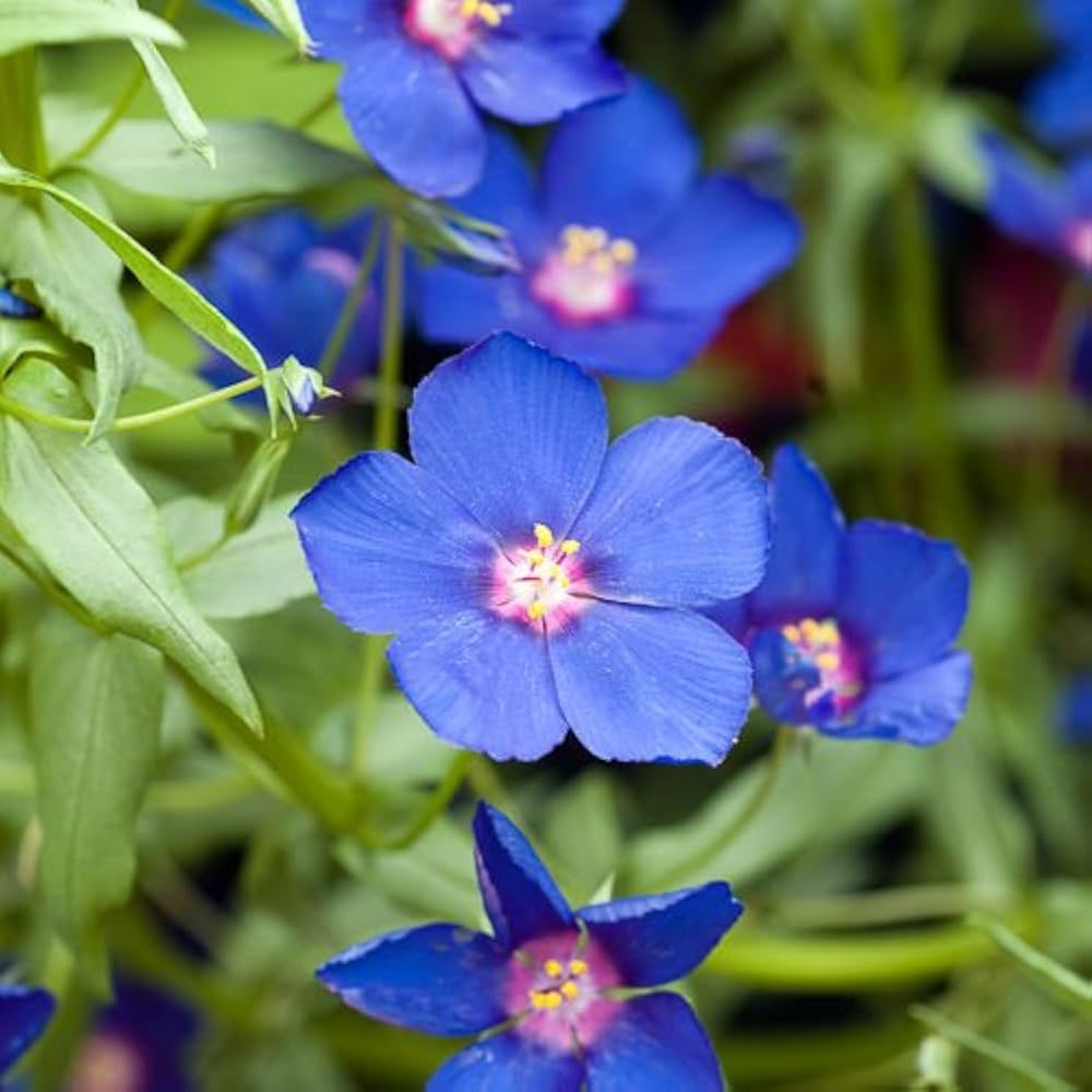 Pimpernel flower seeds