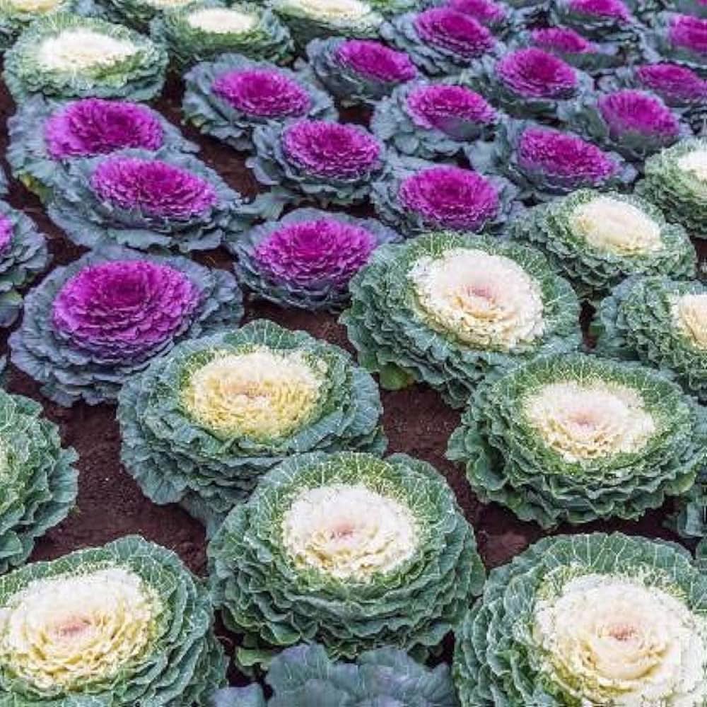 Ornamental Plants