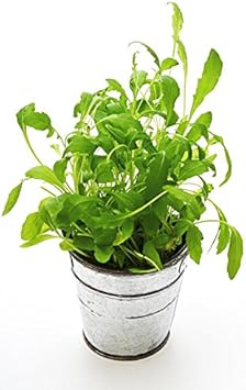 Rocket Salad Seeds