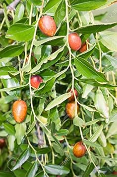 Ziziphus Plant Seeds
