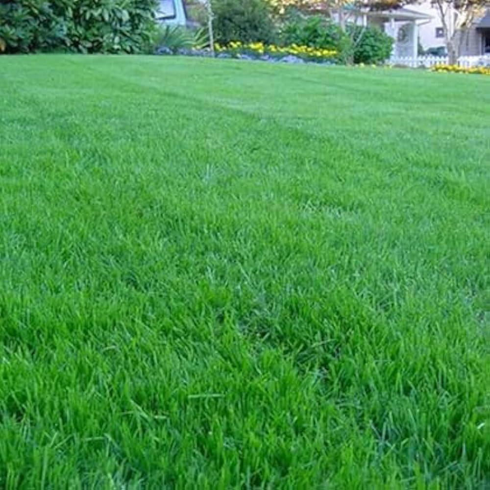 Grass seeds