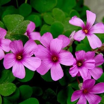 Oxalis flower Seeds