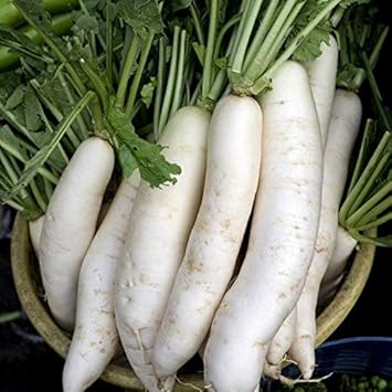 Radish Seeds