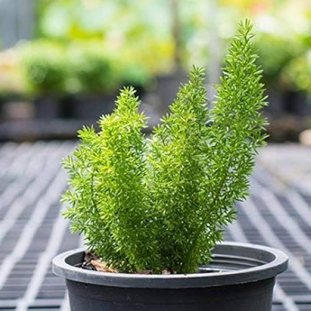 Foxtail Fern Seeds