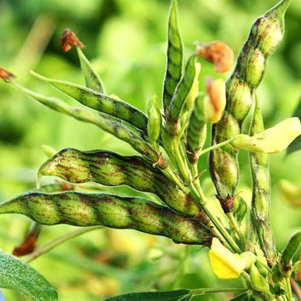 Pigeon Peas Seeds