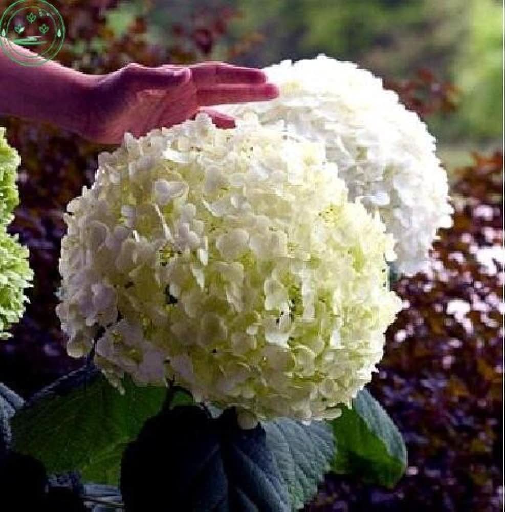 Hydrangea Flower Seeds