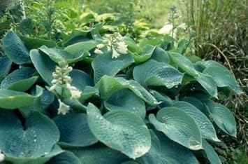 Sieboldiana Plant Seeds