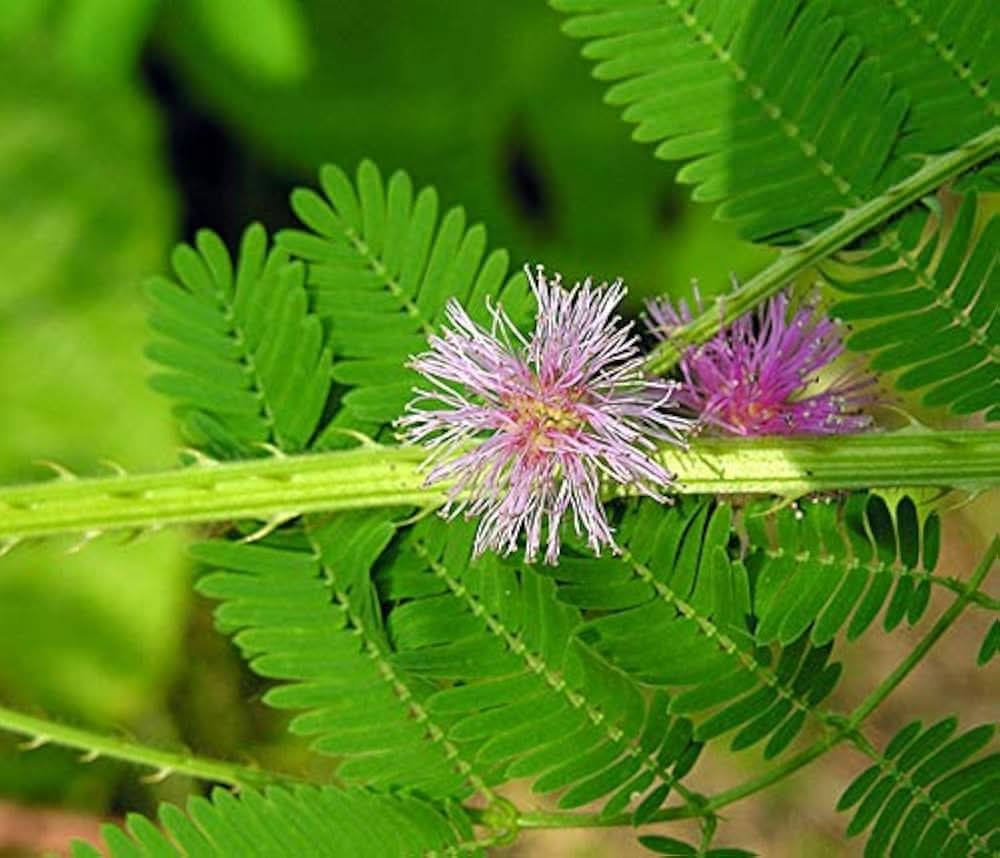 Mimosa Pudica flower seeds