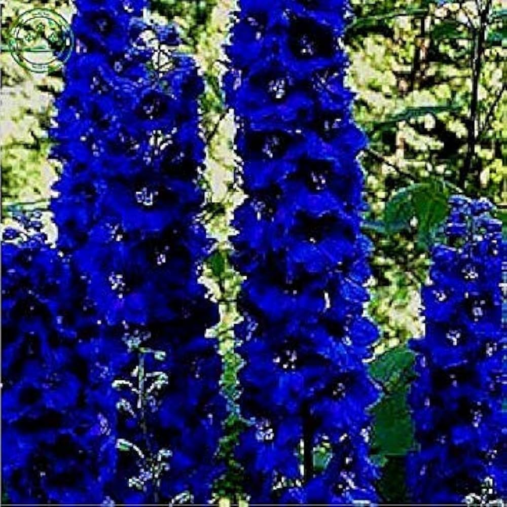 Larkspur flower seeds