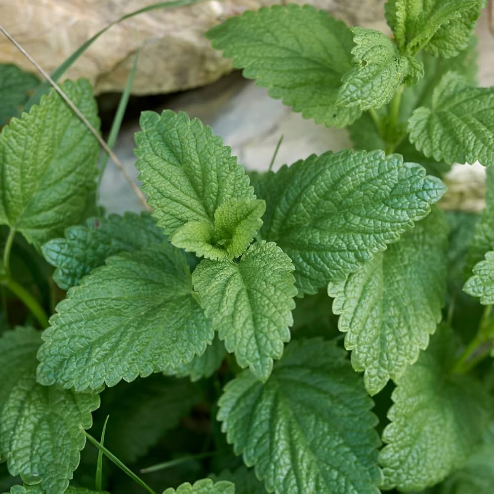 Lemon Mint Plant Seeds