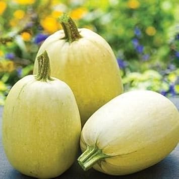 Spaghetti Squash Seeds