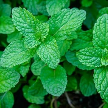 Lemon Balm Mint Seeds