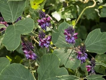 Kudzu Pueraria lobata Seeds