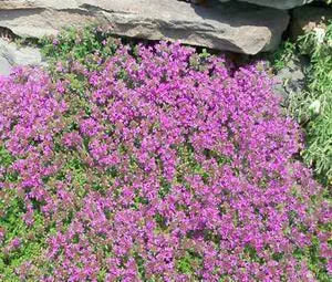 Thyme Flower Seeds