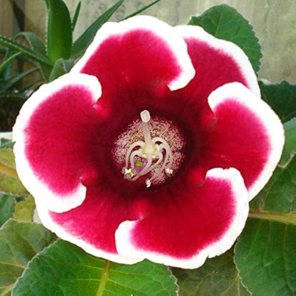 Sinningia flower seeds