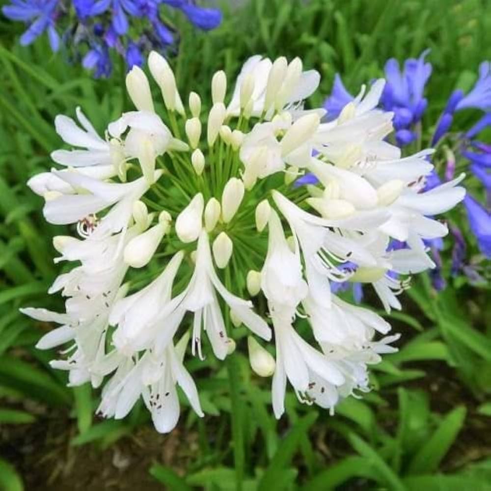 Agapanthus Flower Seeds