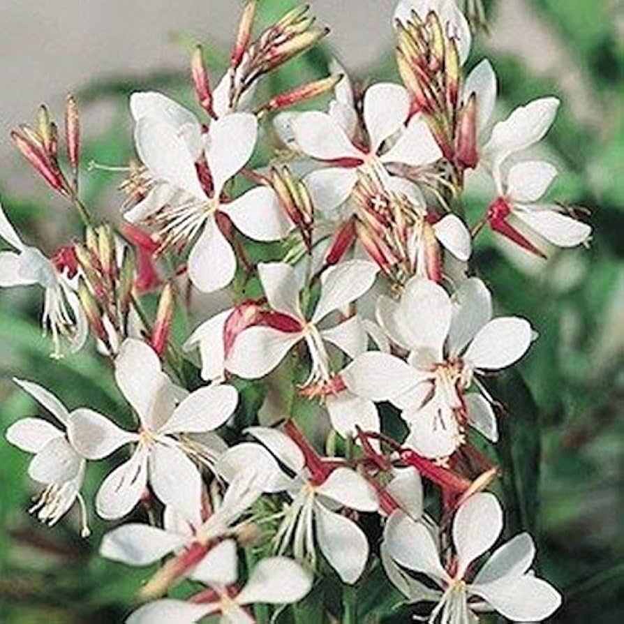 Gaura Flower Seeds