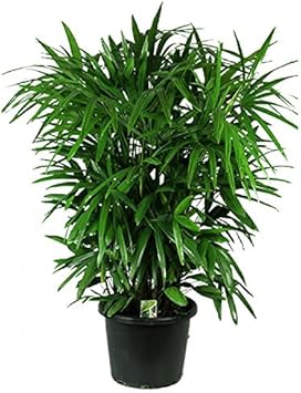 Rhapis Palm Plant Seeds
