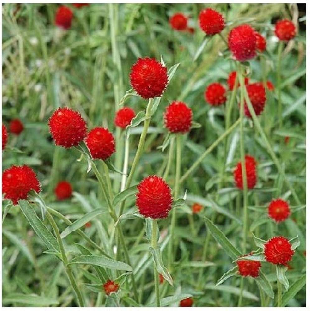 Globe Amaranth Flower Seeds