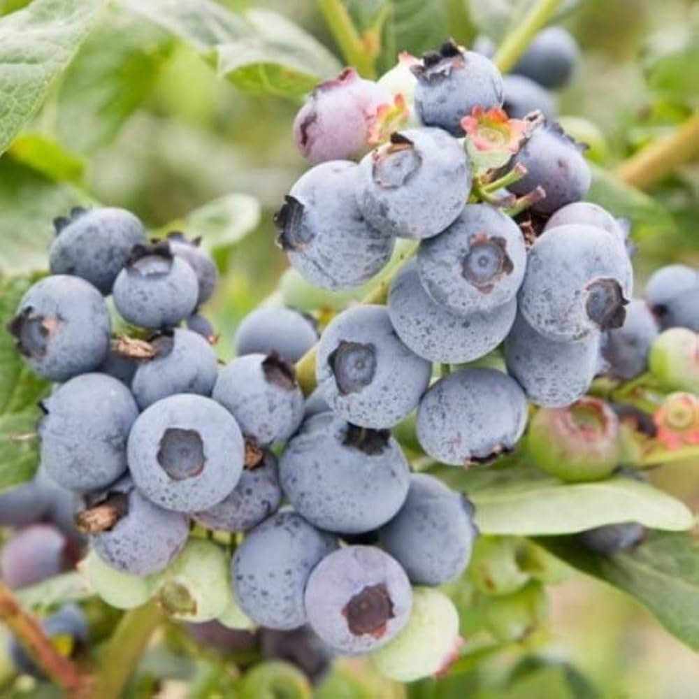 Blueberry Fruit Seeds