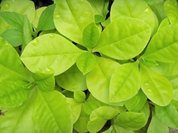 Limon Talinum Plant Seeds