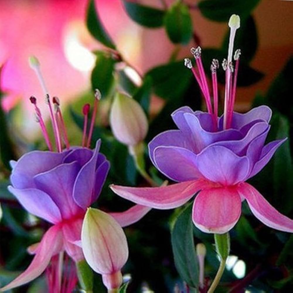Fuchsia Blossoms Flower Seeds