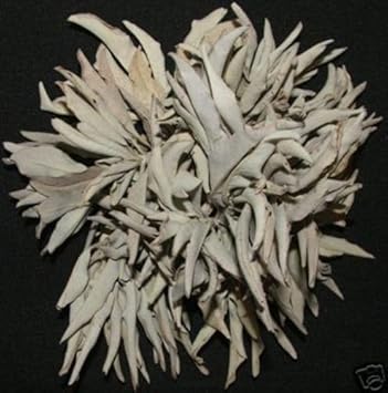 California Sage Plant Seeds