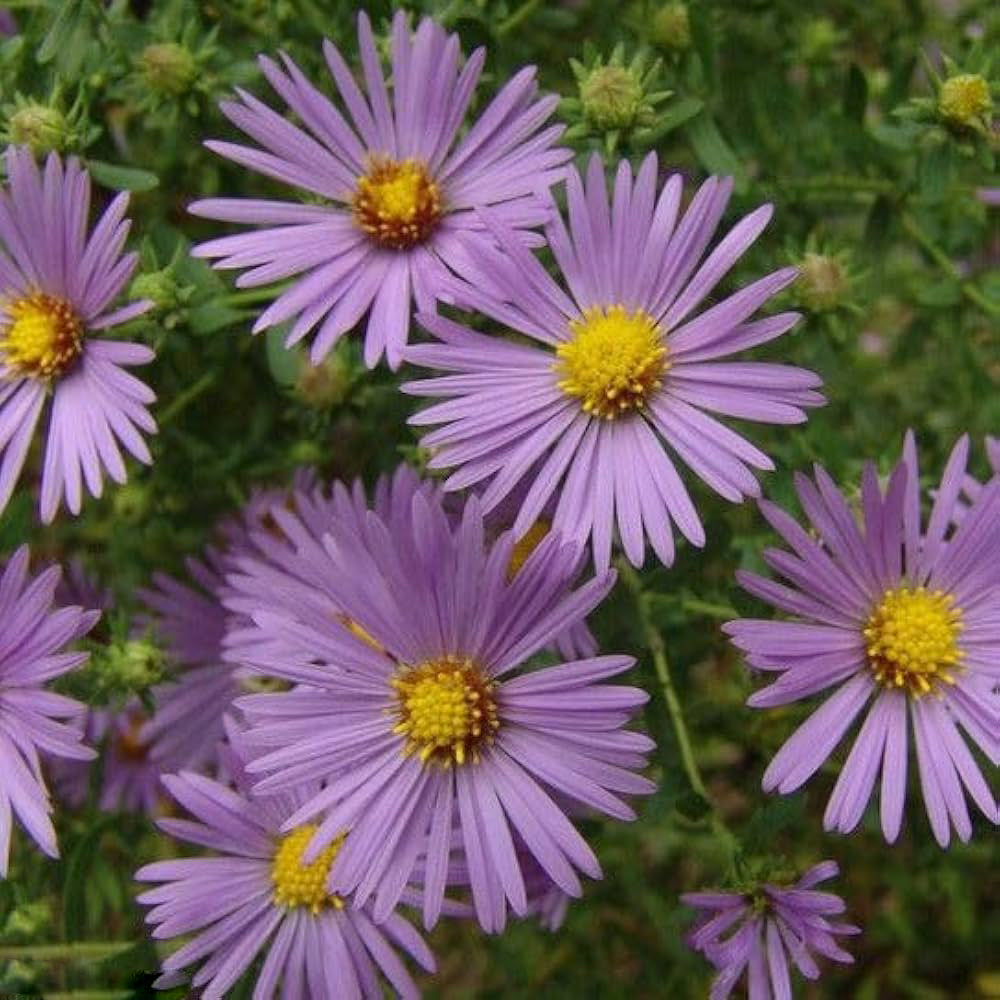 New England Aster flower seeds