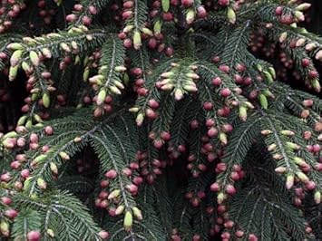 Apinsapo Plant Seeds