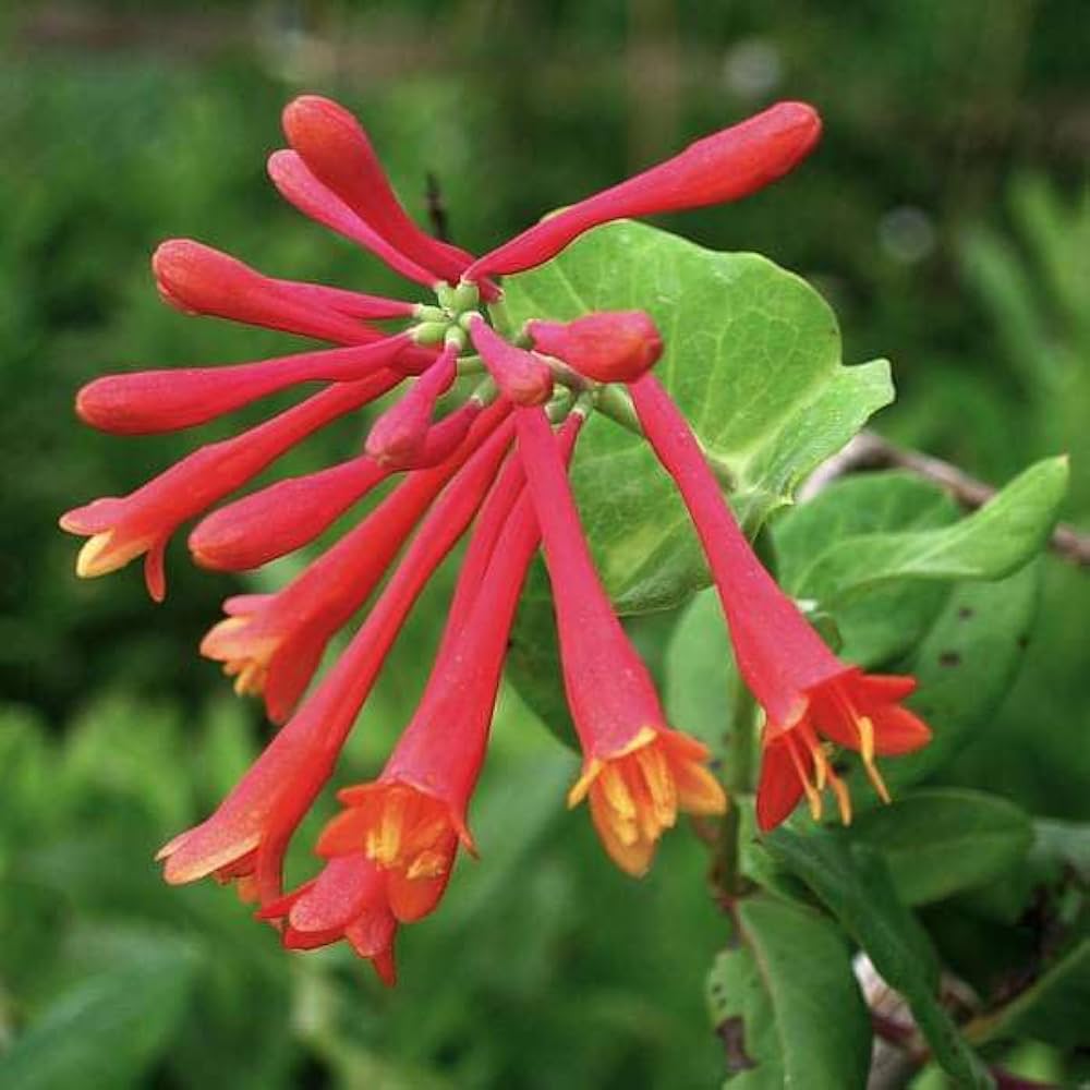 Honeysuckle flower seeds