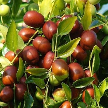 Ziziphus Fruit Seeds 
