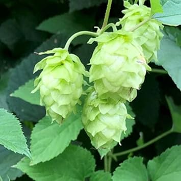 Hops seeds
