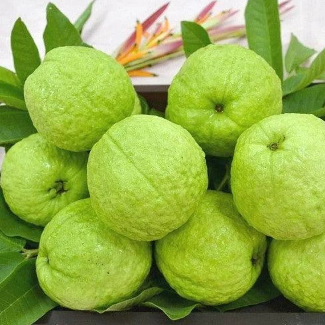guava seeds