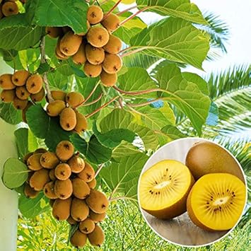 Kiwi fruit seeds