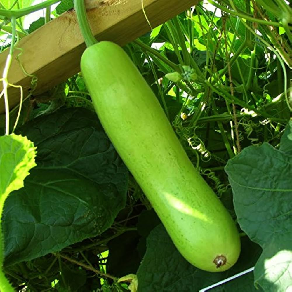 Gourd Seeds