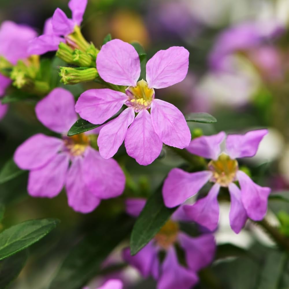 Cuphea Flower Seeds 