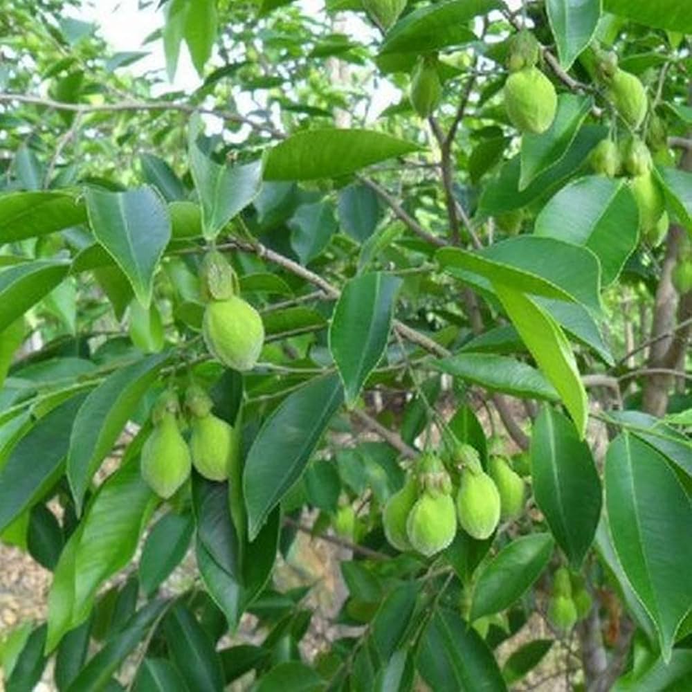 Organic Agarwood (Aquilaria) Seeds