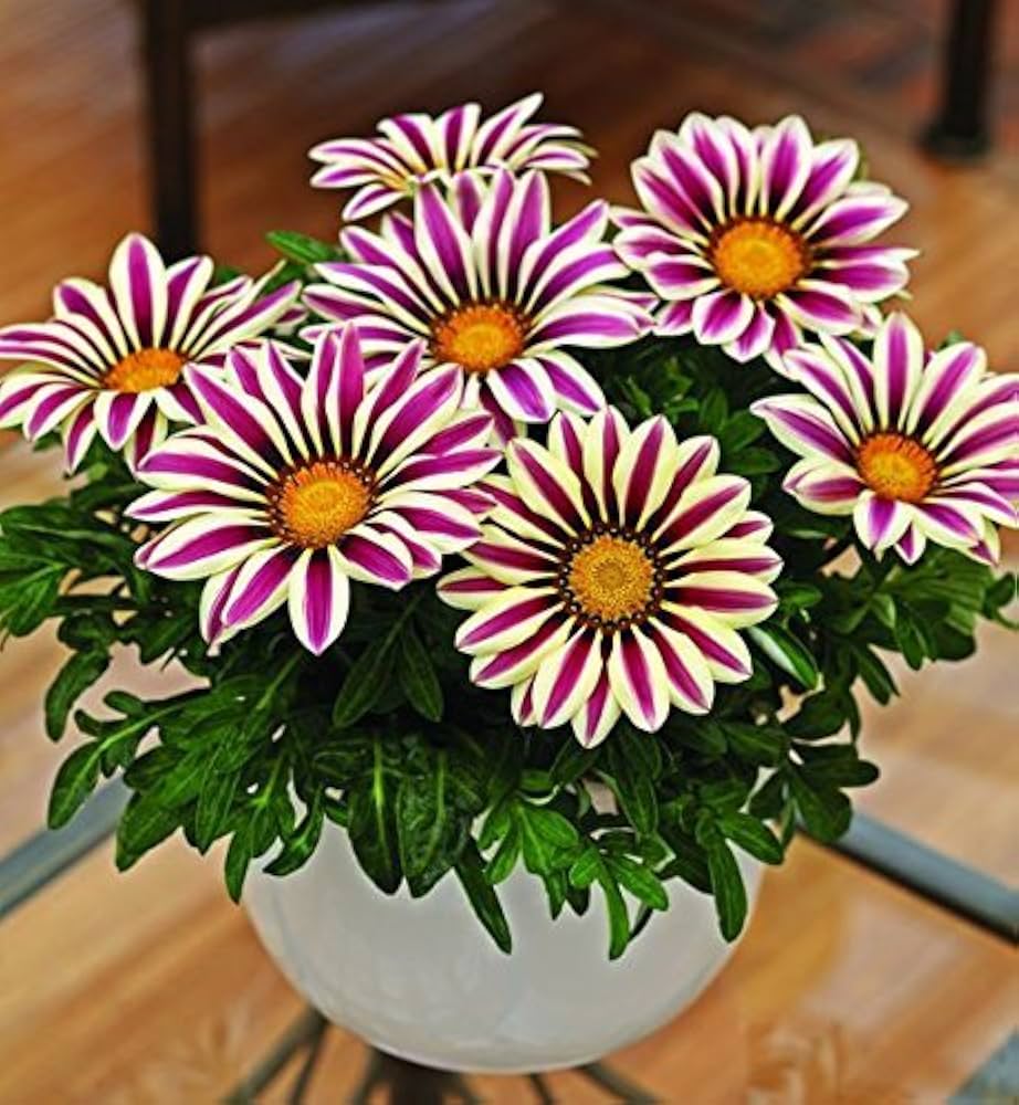 Flowering Ornamental Seeds