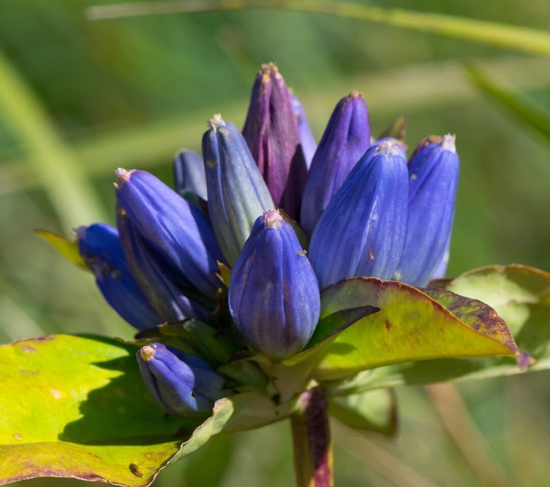 Gentian seeds