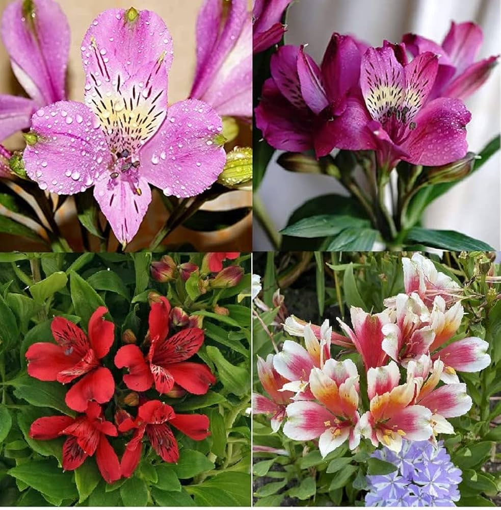 Alstroemeria Flower Seeds